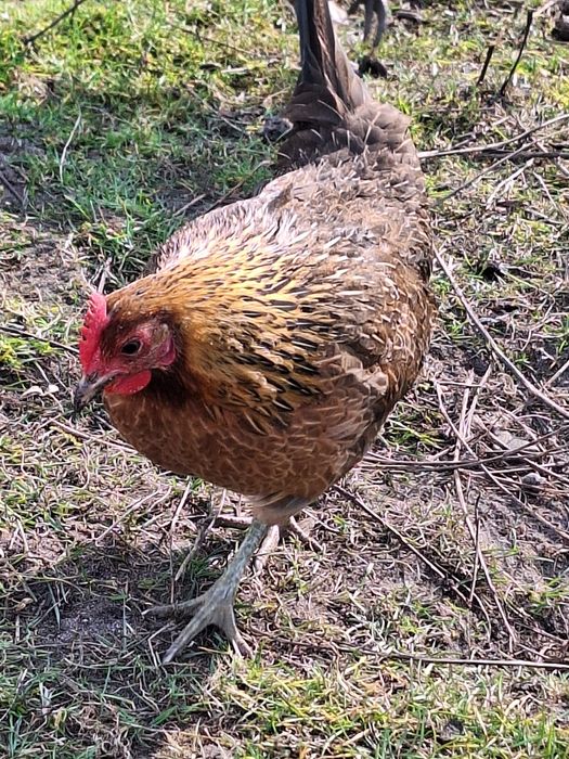 Karzełek Polski liliputy jaja kury kurczaki