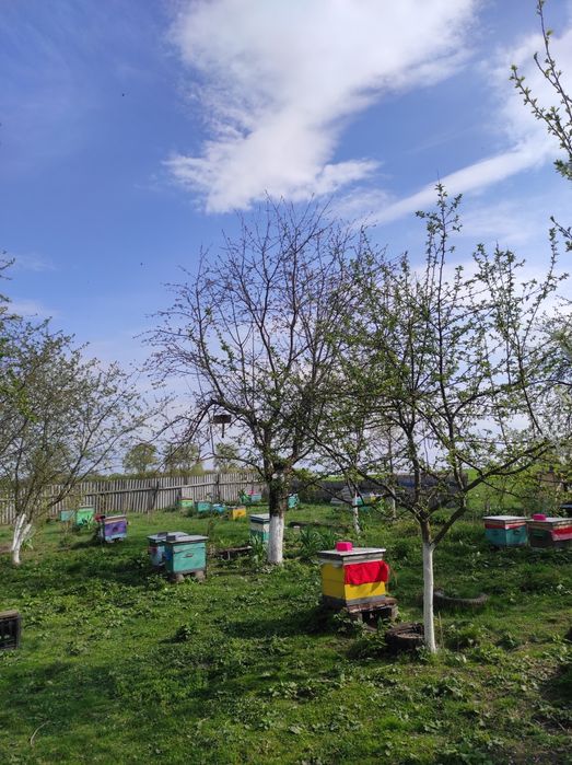 Мед акацієвий липовий гречаний мед в сотах пилок перга vtl