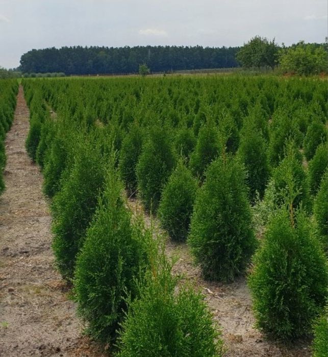 Tuja szmaragd z możliwością transportu