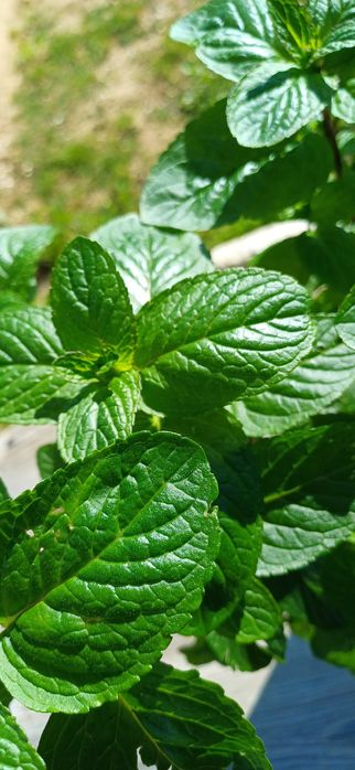 Planta Hortelã Pimenta em Vaso