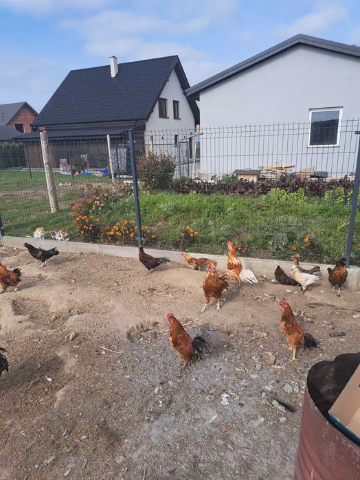 Koguty koguciki polecam