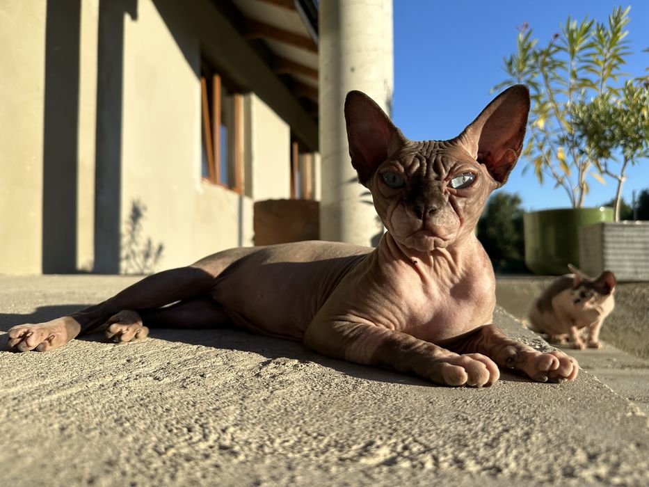 Sfinks kanadyjski płatna adopcja