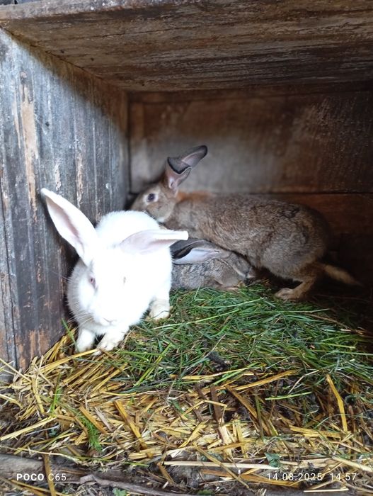 Продам кролі великі файні