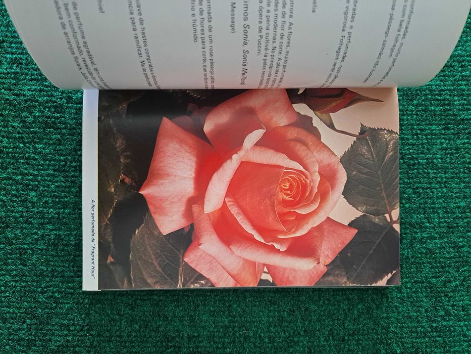 Guia Prático das Rosas - Mark Mattock