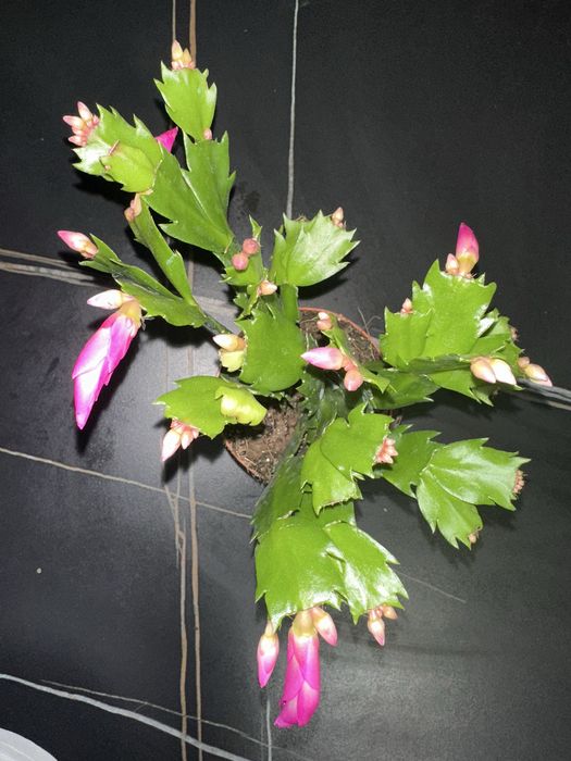 Кімнатні рослини/квіти різдвяник/шлюмбергера