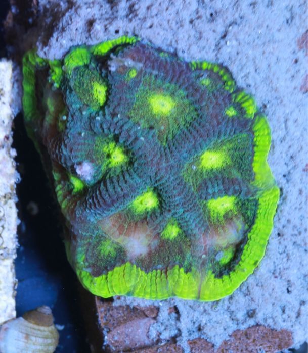 Goniastrea Brane Perun Szczepka Fluo WYSYŁKA FLUOLAMPS.PL