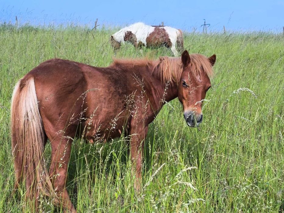 Kuc, ogierek, 1,5 roczny