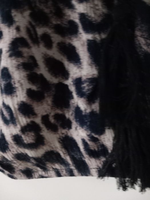 Top topik panterka wiązany