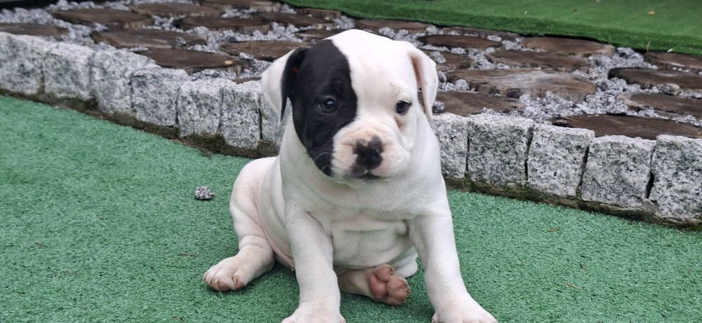 American bully standard szczenię z metryką