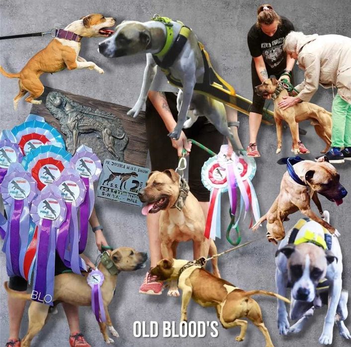 APBT Pit Bull   - White Devil - jedyne w europie