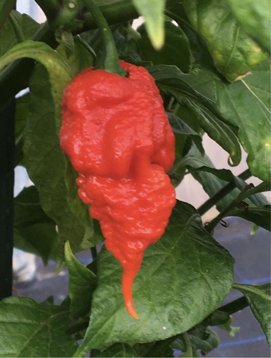 Malguetas carolina reaper