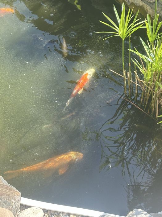 Vendo carpas koi