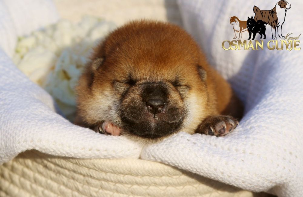 Професійний розплідник видатна дівчинка Шиба Сіба іну