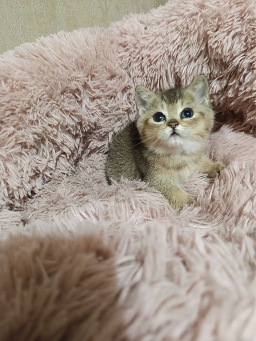 Котик золотої шиншили