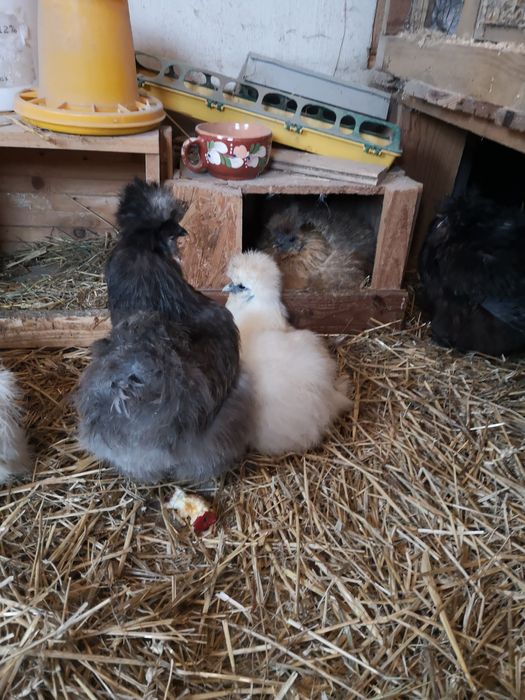 Jaja legowe Silka. Promocja