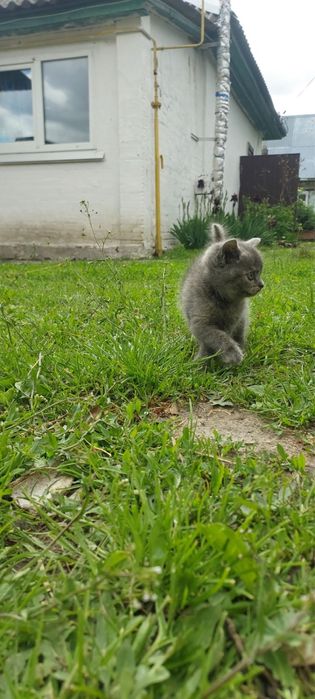 Гарненькі кошенятка
