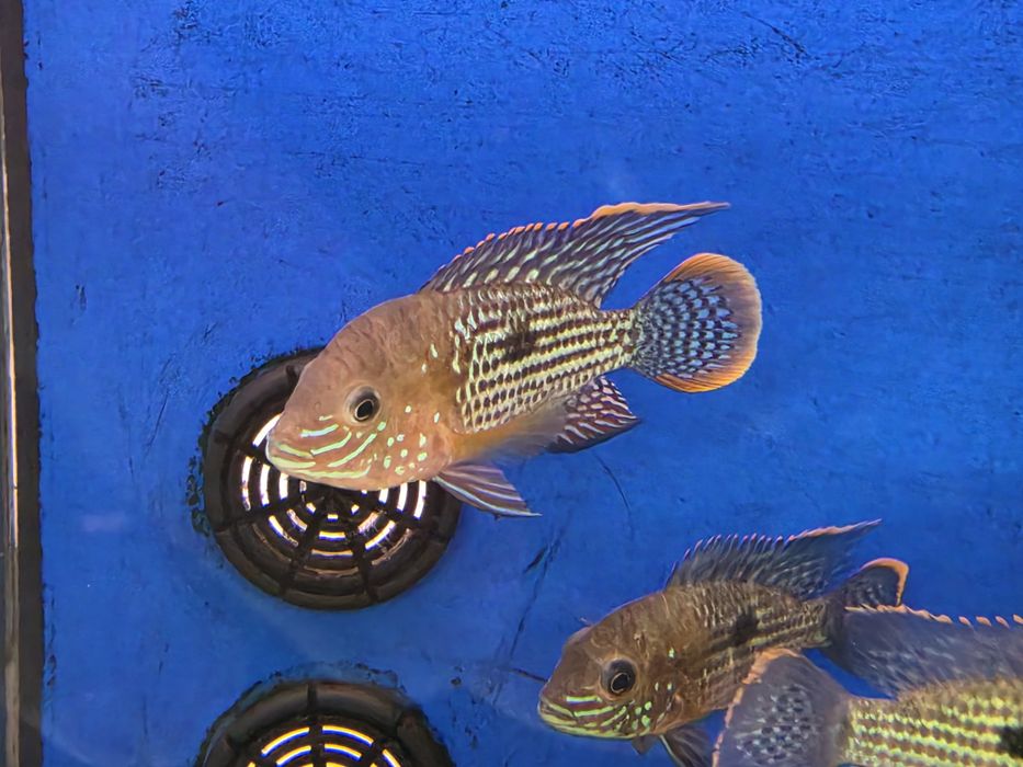 Green Terror (Aequidens Rivulatus)