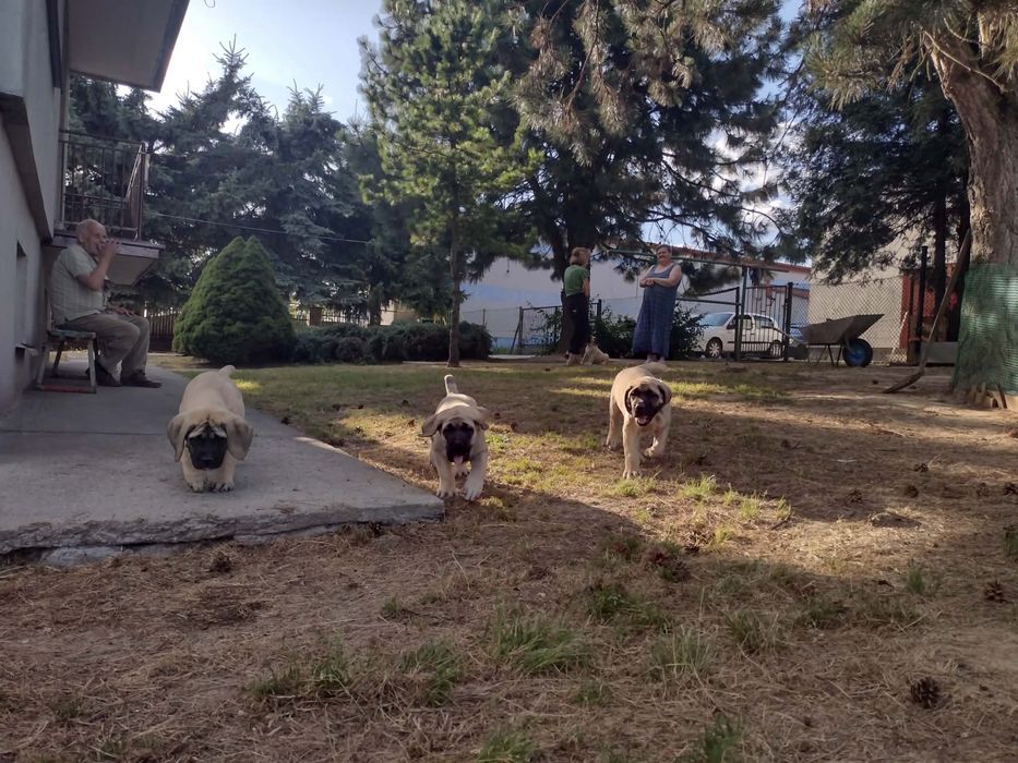 Mastiff Angielski Szczeniaki Slnko Zemplona