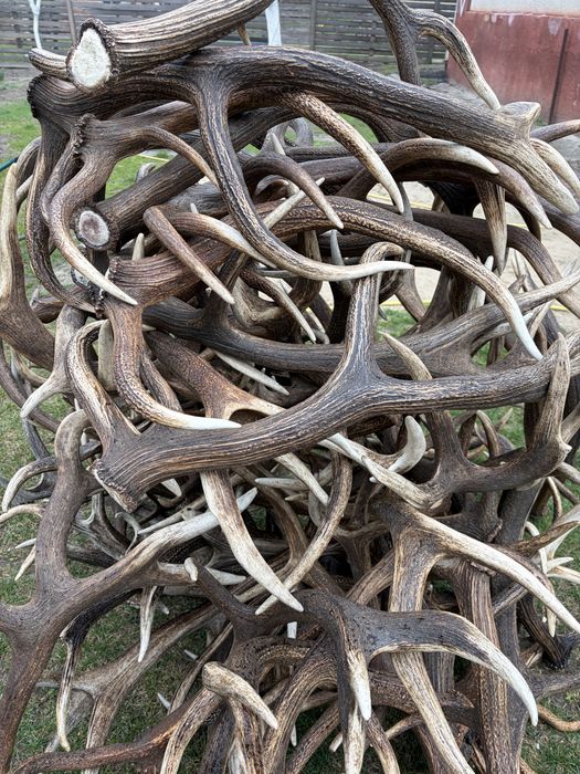 Продам роги оленя,200 кг.700грн за кг