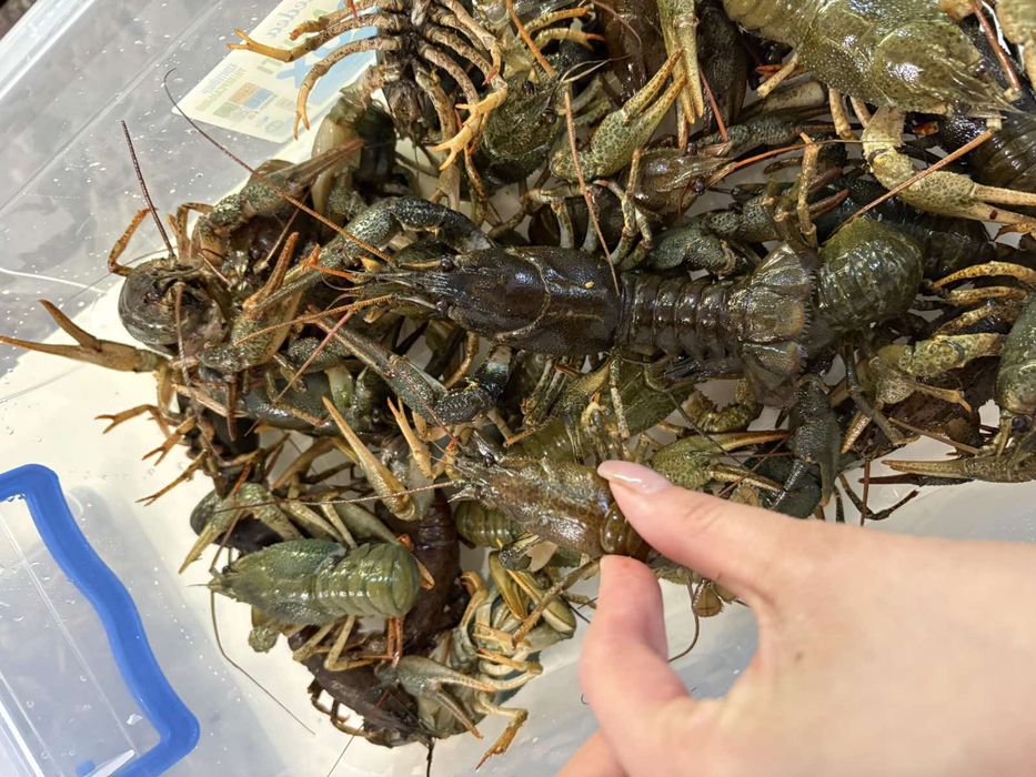 Живі та приготовані річкові раки. Свіжі, з лимоном, готові до вживання