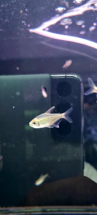 Błyszczyk brylantowy (tetra diamentowa)