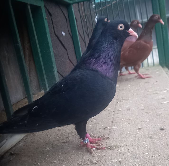 Gołębie wyszwance,wyszwance