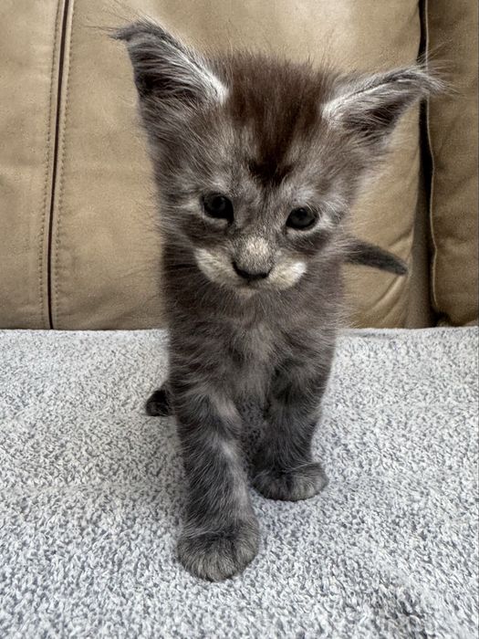 Maine Coon Czarny Srebrzysty Kocurek
