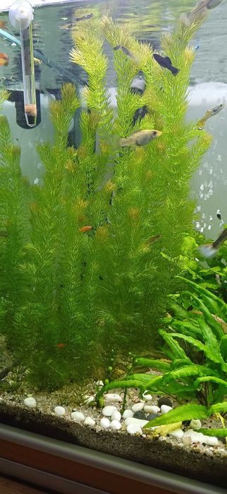 Planta Foxtail para aquario Ceratophyllum Demersum