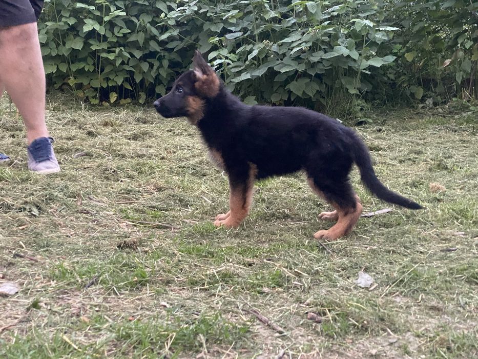 Найкраща німецька вівчарка