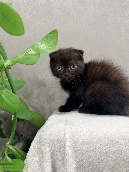 Продам шотландських кошенят.