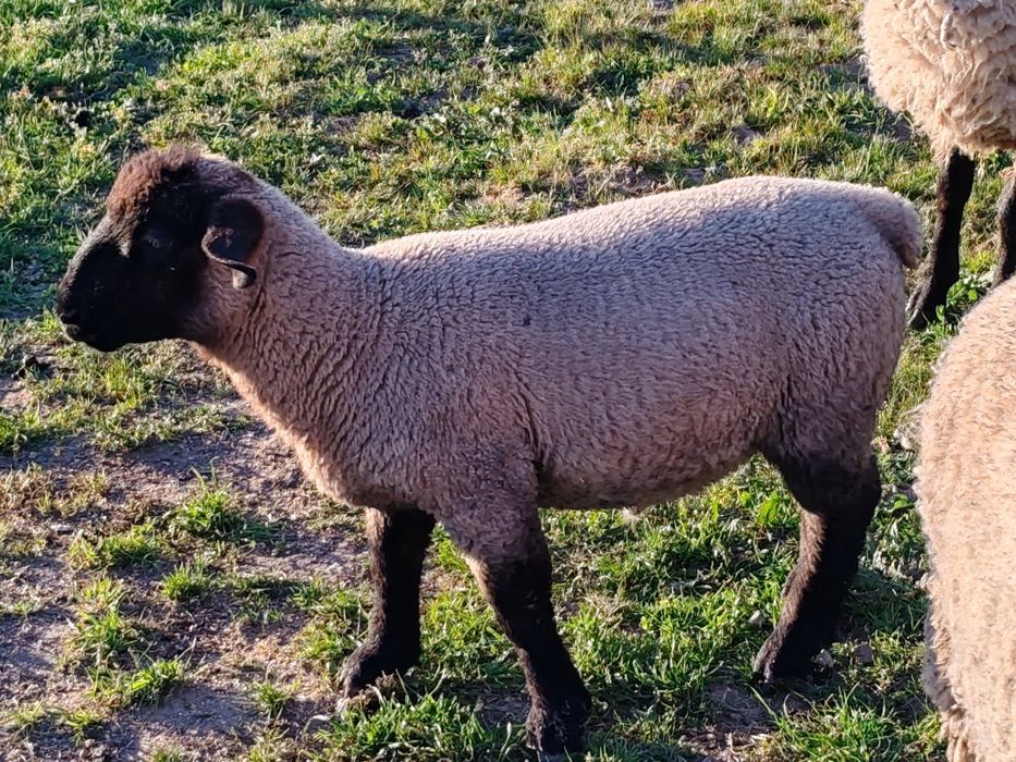 Borregos suffolk macho