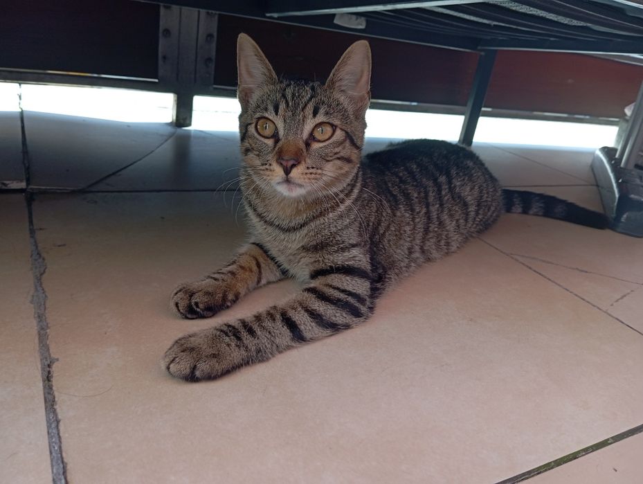 Kocurek w dobre ręce