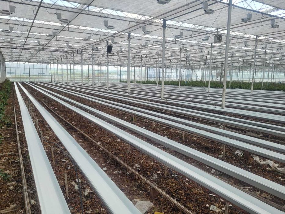 Rynny uprawowy do truskaweki