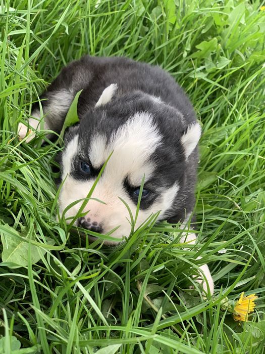 Продаються сибірські хаскі