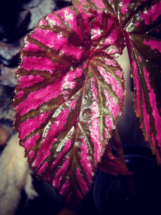 Begonia Brevirimosa RZADKOŚĆ roślina kolekcjonerska nie Monstera