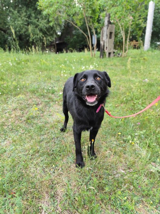 Nasz śliczny Samuraj czeka na dom!