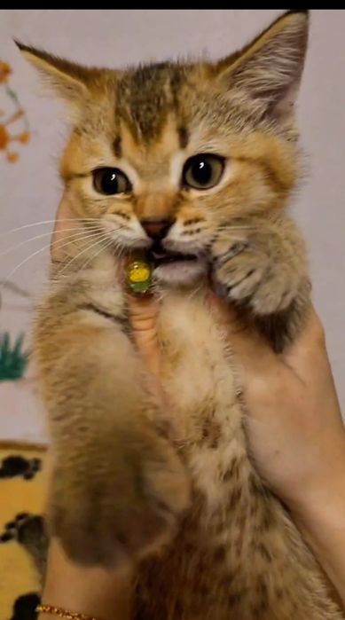 Котята кот котенок