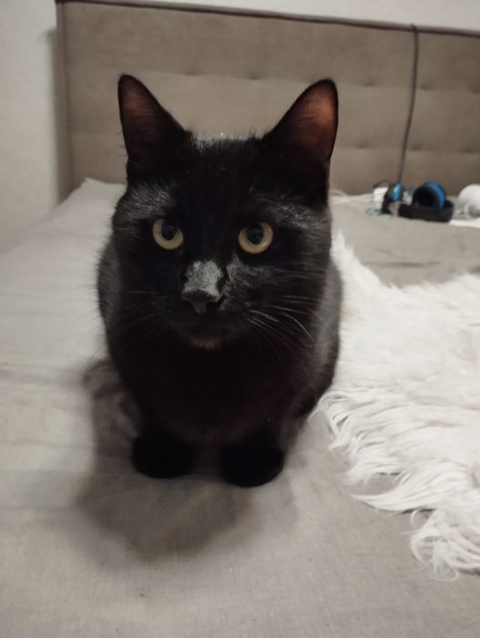 Ищу для Миши любящую семью.