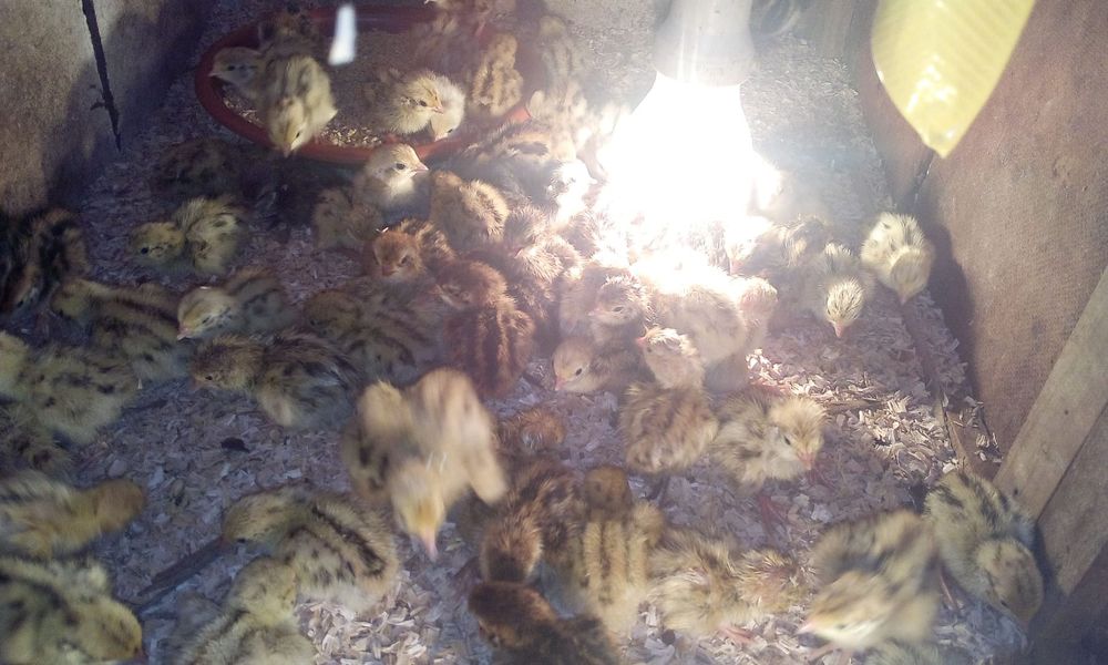 Vendo codornizes e ovos de codornizes galados