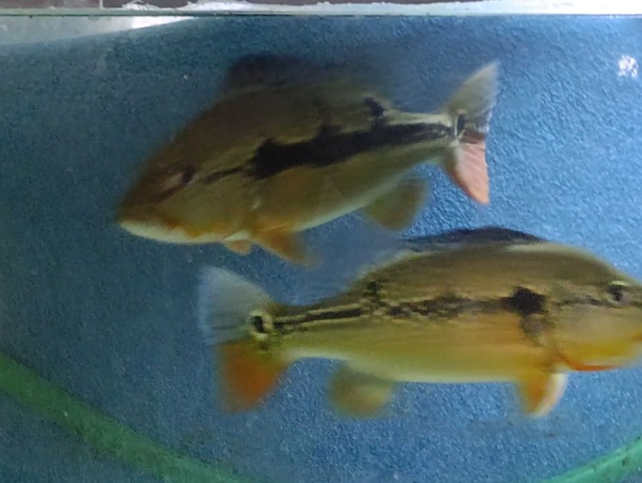 Vendo cardume de  Cichlas