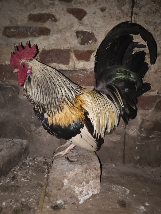 Liliputy  koguciki niebieski i pomarańcz