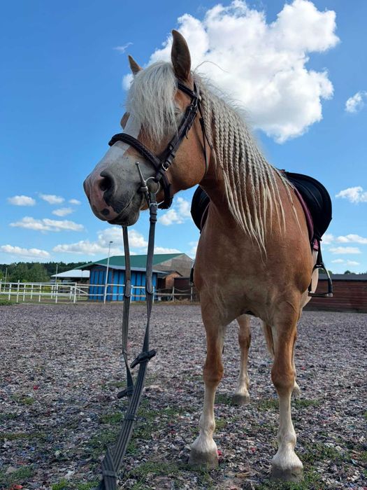 Klacz haflinger Mija oaza spokoju