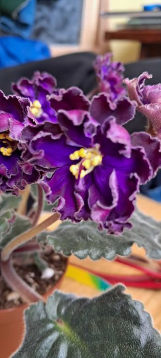 Фіалки квітучі. Листочки