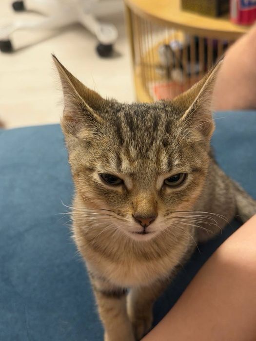 Котик в хороші руки