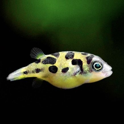 Тетрадон карликовий рибка акваріумна