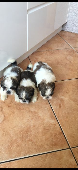 Shih Tzu szczeniak