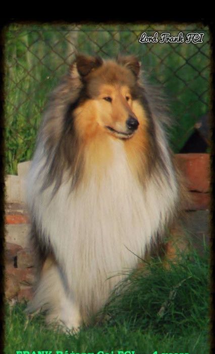 Owczarek szkocki collie ZKwP FCI