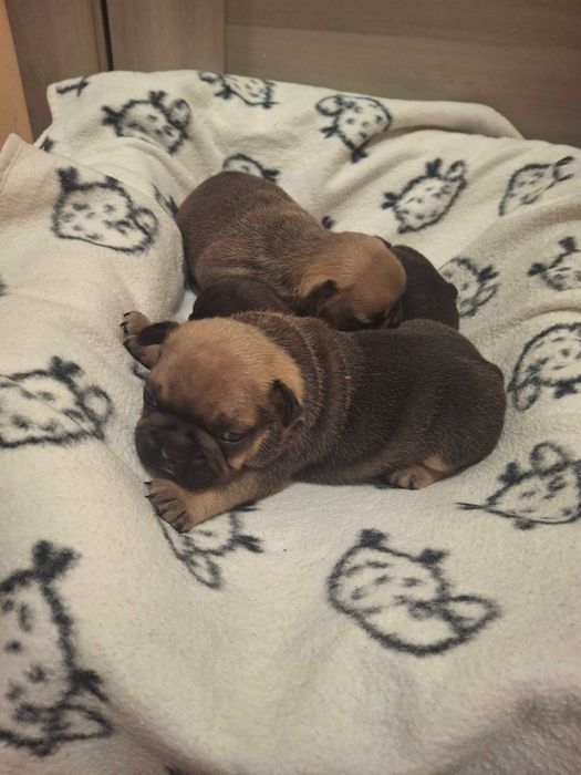 Цуценята Французький бульдог