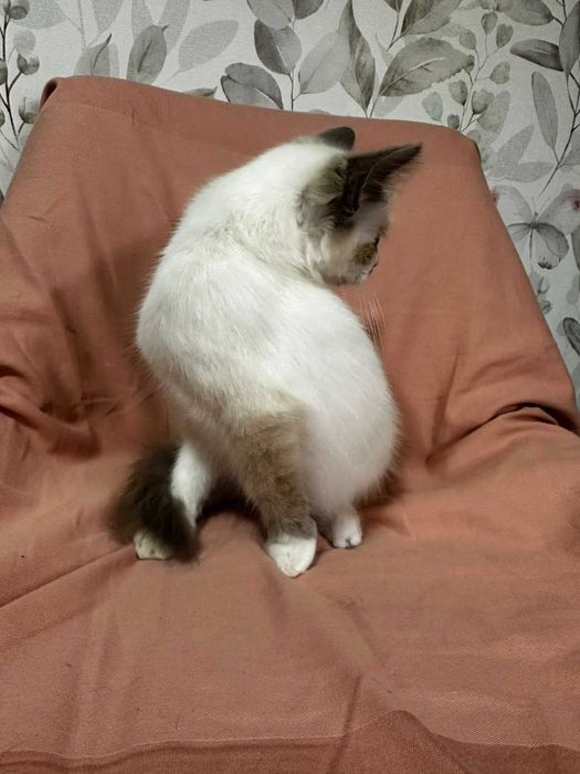 Віддам даром кошенят