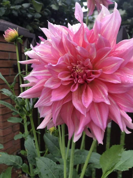 Корені великоквіткових жоржин